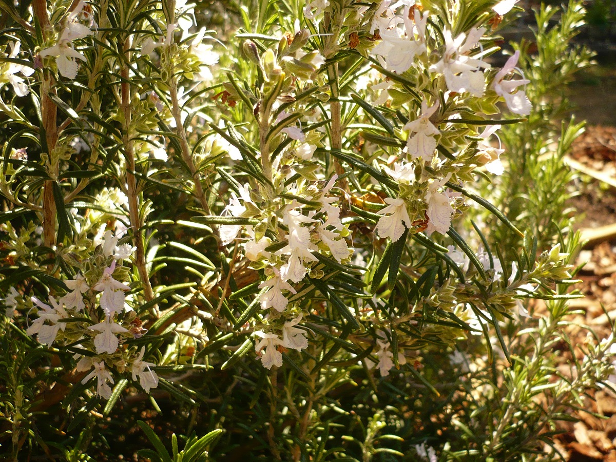 Rosmarinus officinalis subsp. officinalis (Lamiaceae)